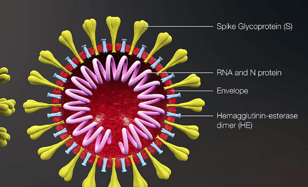Novavax begins phase III coronavirus vaccine trial in the UK